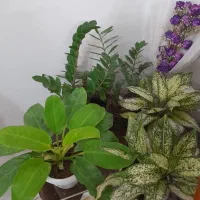 گلهای اپارتمانی