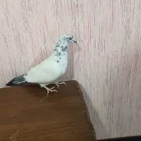 طوقی و پلنگ و زاغ|پرنده|نرماشیر, |دیوار