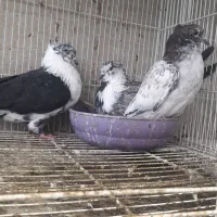 قارا نروماده باجوجه بزک تهرانی