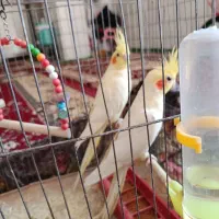 عروس هلندی جفت درحمیدیه