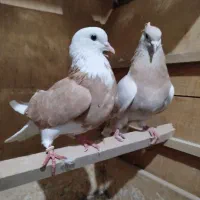 دو جفت کفتر معاوضه با سهره یا سرور ۴۰ سانتی