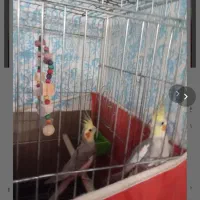 عروس هلندی با قفس|پرنده|شیراز, شهرک امام حسن|دیوار