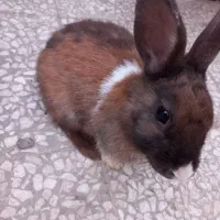 بچه خرگوش نر