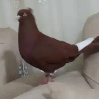 سرخ گارا کبوتر|حیوانات|الوند, |دیوار