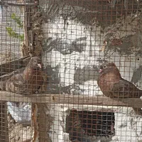 فروش کبوتر