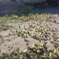 جمع کردن جوجه  یک روزه تا 5روزه