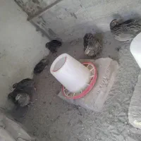بلدرچین