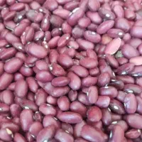 لوبیا قرمز امسال