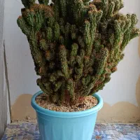 گل وگیاه|گل و گیاه طبیعی|بانه, |دیوار