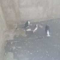 پرنده|پرنده|شیراز, میرزاکوچک خان|دیوار