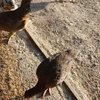 ۴۰تا مرغ و خروس بچه فریک فروشی یکجا