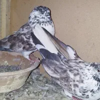 کفتر بوربوری دوم سفید و طوقی آبی طوقی سرور