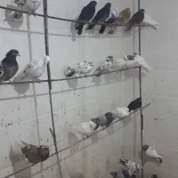 ۴۰۰۰۰۰|پرنده|سریش آباد, |دیوار