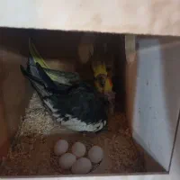 طوطی عروس هلندی و برزیلی و فنچ گلدین