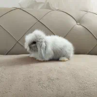 بچه خرگوش لوپ اصل|موش و خرگوش|تربت جام, حافظ|دیوار