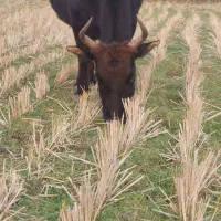 گاو چالوسی شکمدار ۷ ماه شکم