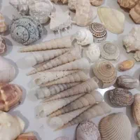‌صدف اکواریومی و تزئینی