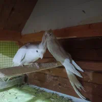 عروس هلندی فروشی|پرنده|زاهدان, |دیوار