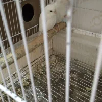 عروس هلندی آلبینو|پرنده|گرگان, |دیوار