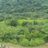شالیزار