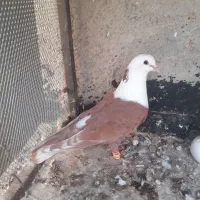 کبوتر کله سفید نر