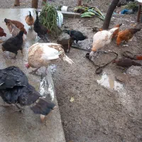 مرغ وخروس|حیوانات مزرعه|جلین, |دیوار