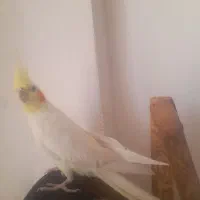 عروس هلندی نر