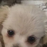 واگذاری حیوان خانگی