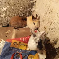 خرگوش لپ|موش و خرگوش|روانسر, |دیوار