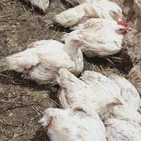 مرغ زنده گوشتی اورگانیک