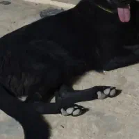 گمشده سگ ژرمن ماده بلک|سگ|اصفهان, گورت|دیوار