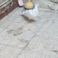 کفتر چپ|پرنده|مشهد, سجادیه|دیوار