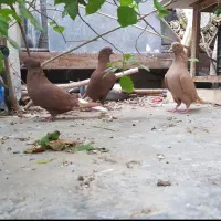 ۳تادمسفید|پرنده|امیدیه, |دیوار