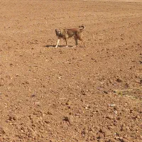 واگذاری توله سگ ماده