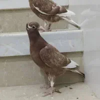 جوجه میولمنز کاکولی|پرنده|یزد, |دیوار