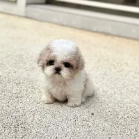 Poodle پودل قهوه‌ای|سگ|تهران, منیریه|دیوار