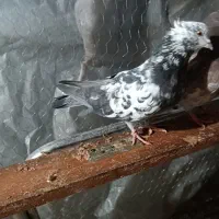 کبوتر گمشده سوسکی