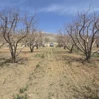 کود زیستی تریکودرما،باسیلیوس هیومیک پلاس،محرک رشد