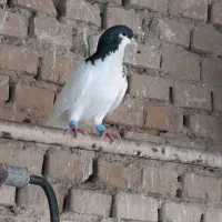 یک جفت یال