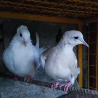 کبوتر کاکلی