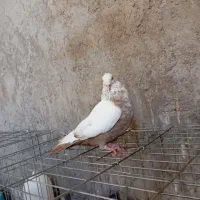 دم زرد نر