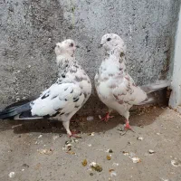 دو جفت کفتر پرشی|پرنده|ملایر, |دیوار