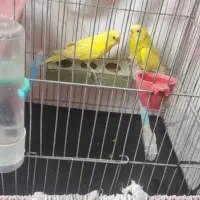 مرغ عشق مولد