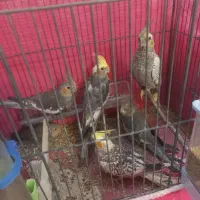 انواع عروس هلندی فول دستی،دستی و وحشی برای پاجفت