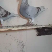 پلاکی|پرنده|شیراز, حومه شیراز|دیوار