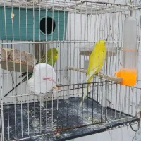 مرغ عشق و عروس هلندی