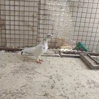 کفتر سرور کاکل پیشونی