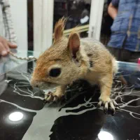 مرکز دامپزشکی بیربیر|خدمات آرایشگری و زیبایی|ارومیه, |دیوار