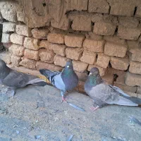 کبوتر اصفانی|پرنده|اصفهان, ستار|دیوار