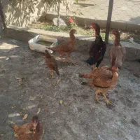 مزغ و خروس لاری|حیوانات مزرعه|نهاوند, |دیوار
